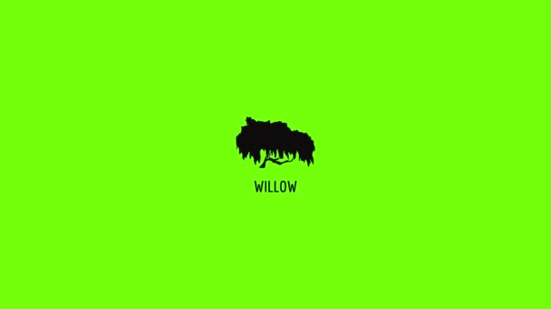 Willow tree icon animation — 图库视频影像