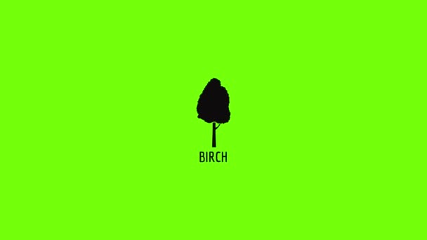 Birch tree icon animation — Stok video