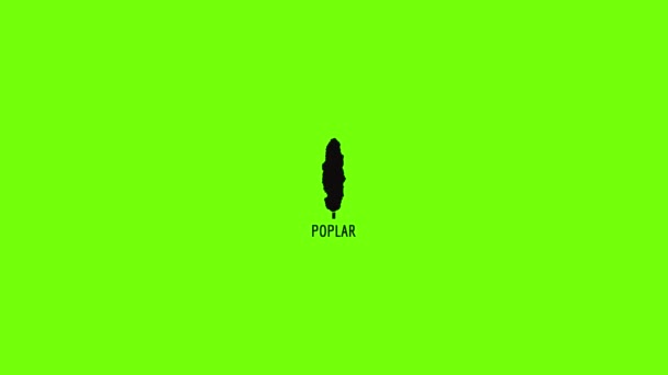 Poplar tree icon animation — Stock Video