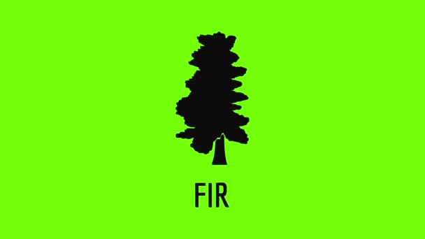 Εικονίδιο Fir δέντρο κινούμενα σχέδια — Αρχείο Βίντεο