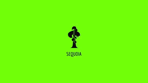 Icono de animación Sequoia — Vídeo de stock