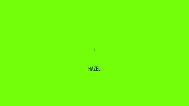 Hazel leaf icon animation — Stockvideo