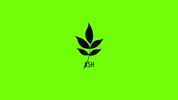 Ash leaf icon animation — Stock Video