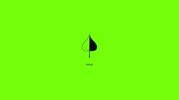 Poplar leaf icon animation — Stock Video