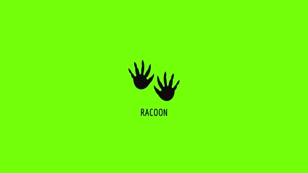 Animação ícone passo Racoon — Vídeo de Stock
