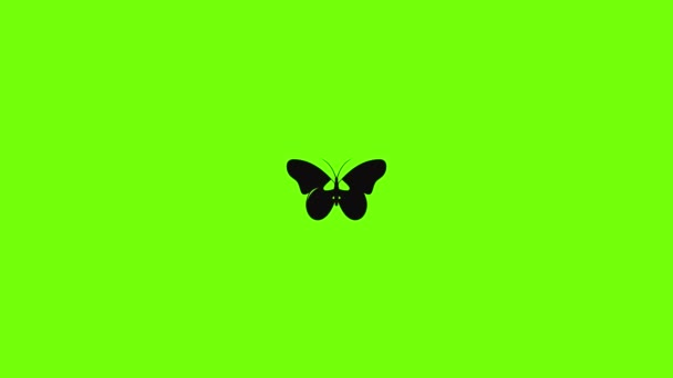 Light butterfly icon animation — Stock Video © anatolir #488568322
