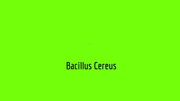 Animación icono Bacillus cereus — Vídeo de stock