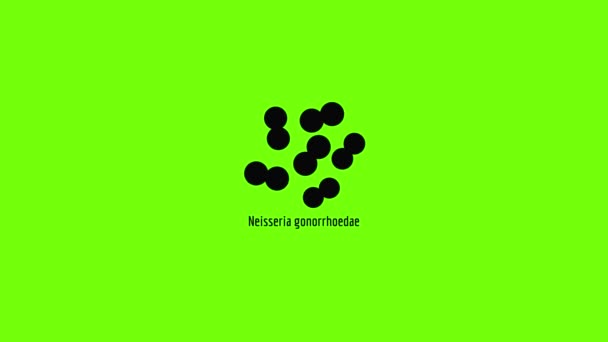 Neisseria gonorrhoedae Ikone Animation — Stockvideo