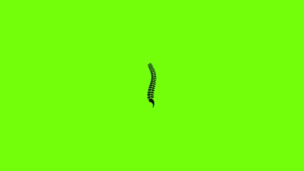 Spine icon animation — Stock Video