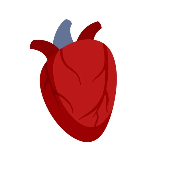 Corazón humano cardiaco icono plano aislado vector — Archivo Imágenes Vectoriales