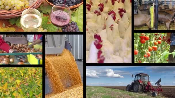 Material agrícola en collage — Vídeos de Stock