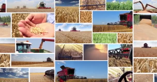 Collage of wheat harvest — Stock Video