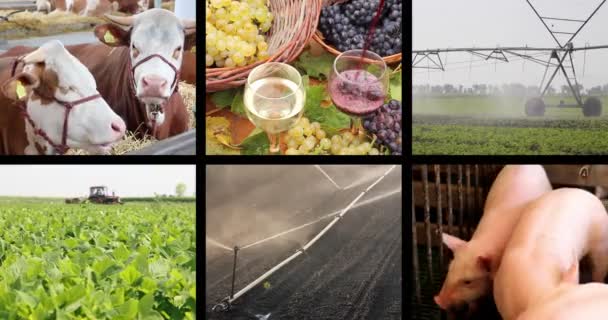 Landwirtschaftliche Filmaufnahmen in Collage — Stockvideo