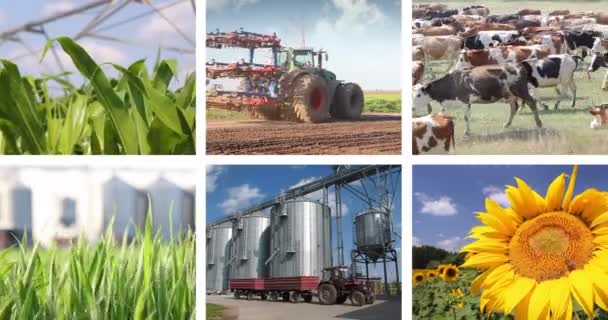 Agricultural footages in collage — Stock Video