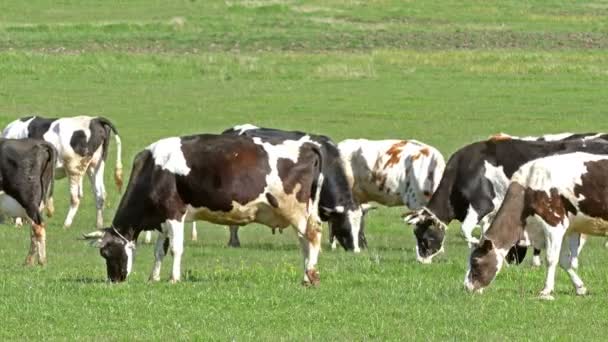 Cows grazing on pasture — Stock Video