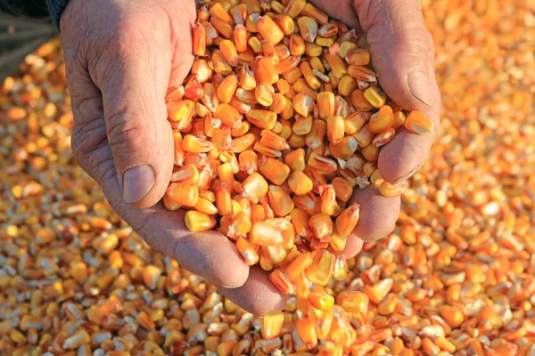 Grano de maíz en una mano — Foto de Stock