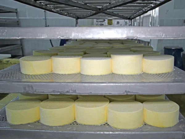 Cheese production at dairy farm — Stock Photo, Image