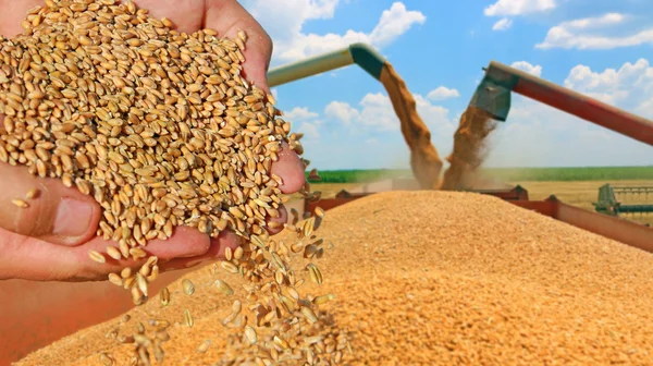 Grano di grano in una mano — Foto Stock