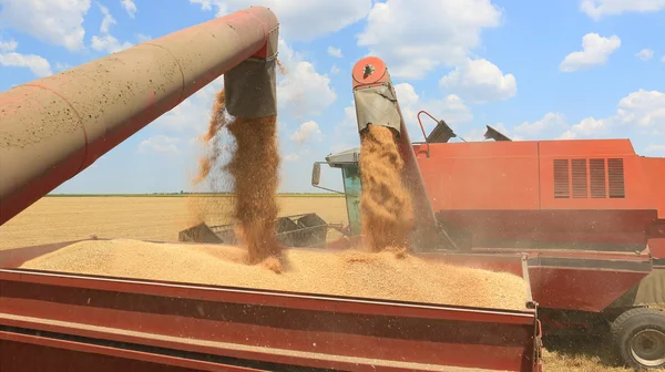 新鮮な収穫の小麦 — ストック写真