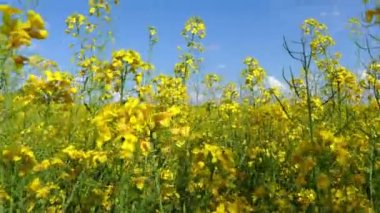 yağlı tohum tecavüz alan