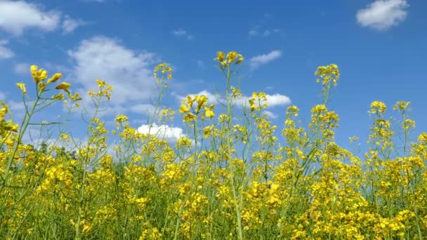 Oilseed rape field — Stock Video