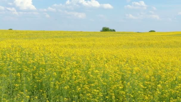 Campo de colza oleaginosa — Vídeos de Stock