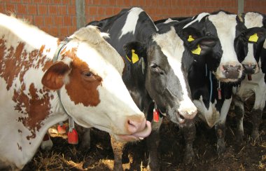 Cowshed içinde ayakta inekler