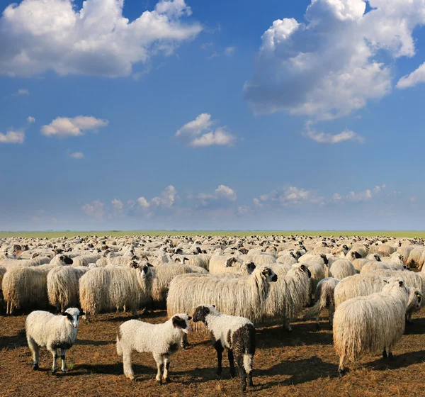 sheep and lambs in fold