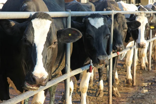 Vaches dans la ferme laitière — Photo