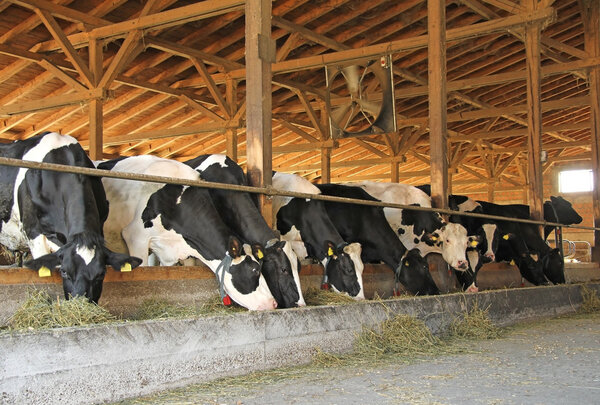 Cows in the cowshed