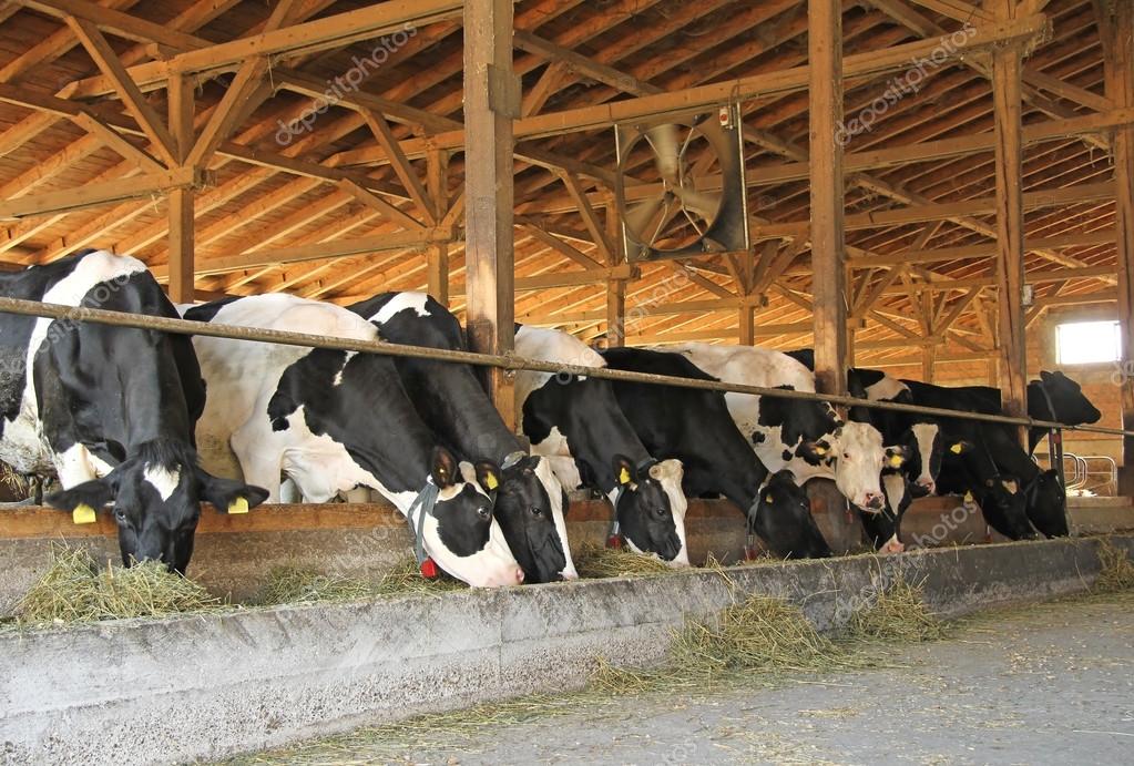 Cows in the cowshed — Stock Photo © branex 111455800
