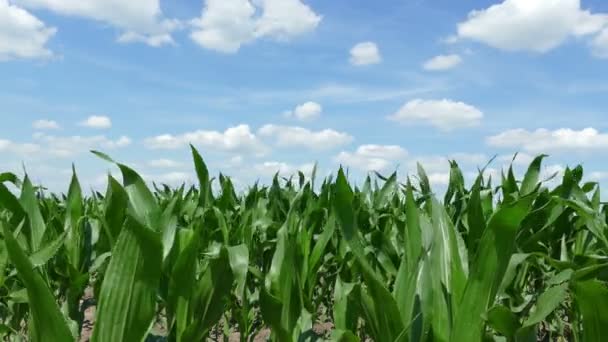 Campo de maíz verde — Vídeos de Stock