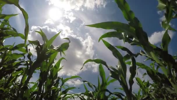 Campo de maíz verde — Vídeo de stock