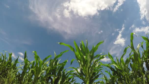 Campo de maíz verde — Vídeos de Stock