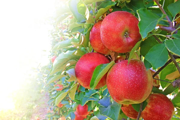 Zralé Jablko Sadu Připravené Sklizni — Stock fotografie