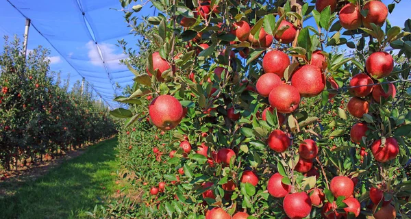 収穫の準備ができて 果樹園でリンゴを熟す 果樹園には抗雹ネットがあります — ストック写真