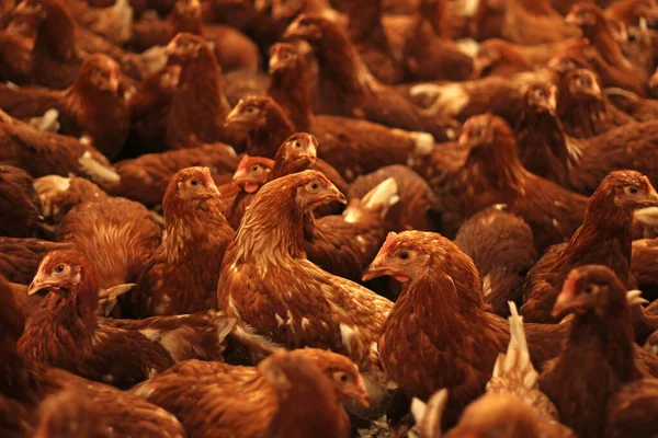 107 Broiler Breeder Chicken Farm Stock Photos Free Royalty Free Broiler Breeder Chicken Farm Images Depositphotos