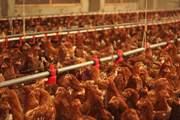 107 Broiler Breeder Chicken Farm Stock Photos Free Royalty Free Broiler Breeder Chicken Farm Images Depositphotos