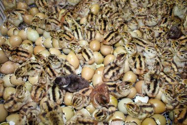 Kuluçka makinesindeki bebek sülün, çiftlikteki yumurtalardan çıkan yavruları kapat, üredikten sonra vahşi doğaya bırakılıyorlar.