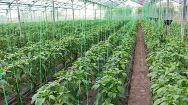 Biber tarımı - bir seranın içinde dolma biber bitkisi büyümesi