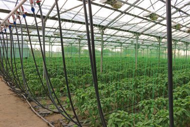 Biber tarımı - bir seranın içinde dolma biber bitkisi büyümesi