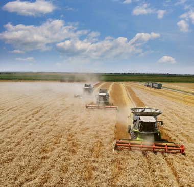 Buğday hasadının havadan görünüşü. İHA 'dan alınan manzara görüntüsü, buğday tarlasında çalışan üç hasatçıyı birleştiriyor