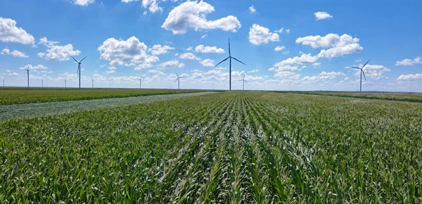 Aerial view of wind turbines in corn field. Beautiful summer landscape with wind farm and clouds in the blue sky. Energy production with clean and renewable energy