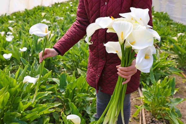 白色的卡拉花在植物园里 女性近距离采摘花朵 — 图库照片