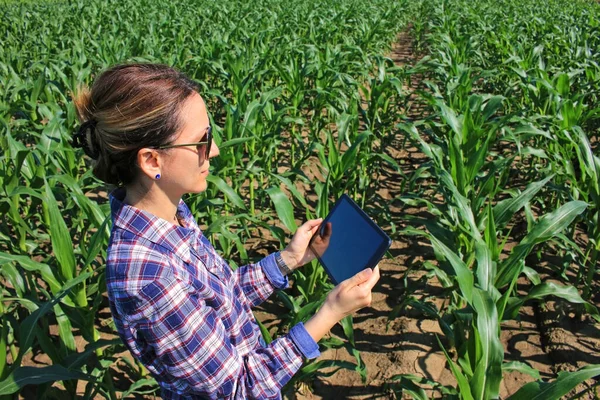 トウモロコシ畑でタブレットを使って農業を営む農家の女性 農業分野における雹被害後の作物を分析する近代的な技術とトウモロコシのプランテーションの女性農業労働者 — ストック写真