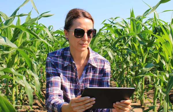 Agronomistkvinne Som Bruker Nettbrett Maisåkeren Kvinnelig Gårdsarbeider Maisplantasje Med Moderne – stockfoto