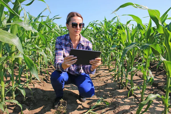 Agronomistkvinne Som Bruker Nettbrett Maisåkeren Kvinnelig Gårdsarbeider Maisplantasje Med Moderne – stockfoto