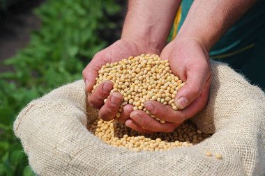 Başarılı bir çiftçinin elinde soya fasulyesi tohumu, arka planda yeşil soya tarlası, tarım konsepti. Kavanozda soya fasulyesi dolu elleri yakın.