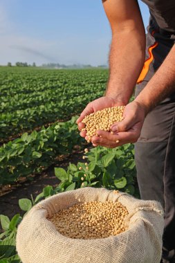 Başarılı bir çiftçinin elinde soya fasulyesi tohumu, arka planda yeşil soya tarlası, tarım konsepti. Kavanozda soya fasulyesi dolu elleri yakın.