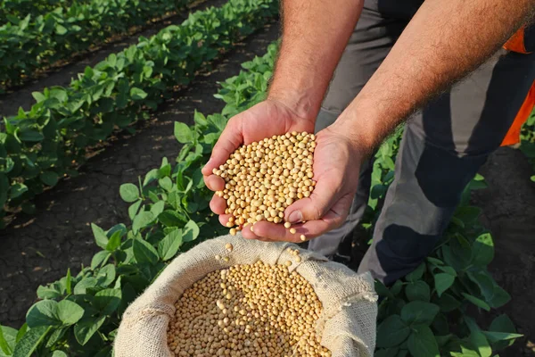 Soja Graan Handen Van Een Succesvolle Boer Een Achtergrond Groene — Stockfoto